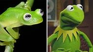 Kermit'in Gerçek Hayatta Var Olduğunu Biliyor muydunuz?