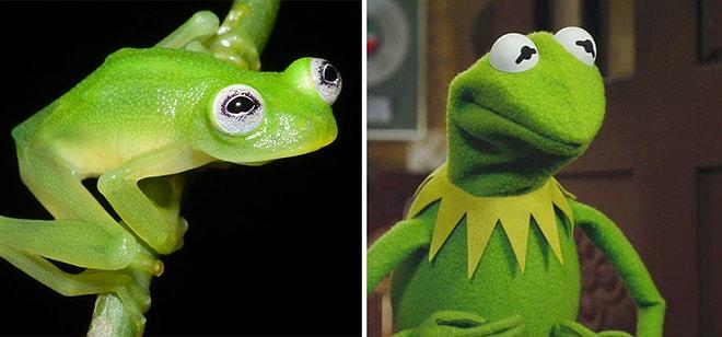 Kermit'in Gerçek Hayatta Var Olduğunu Biliyor muydunuz?