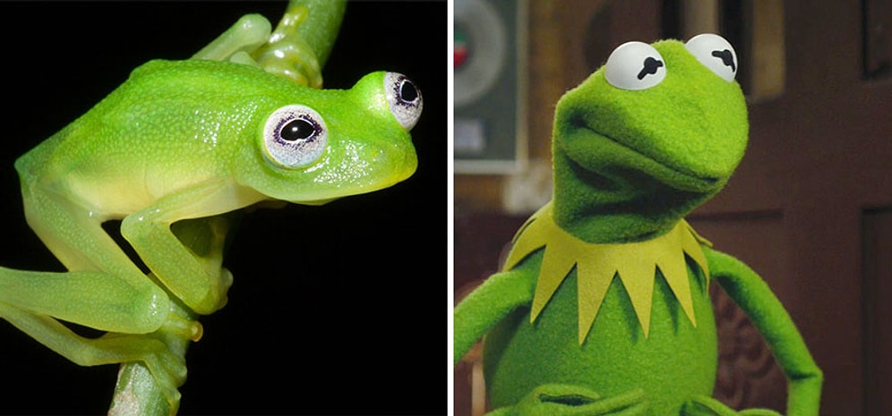Kermit'in Gerçek Hayatta Var Olduğunu Biliyor muydunuz?