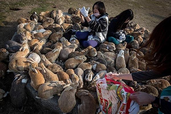 19. Japonya'da Okunoshima adında tamamen tavşanlarla dolu bir ada vardır.