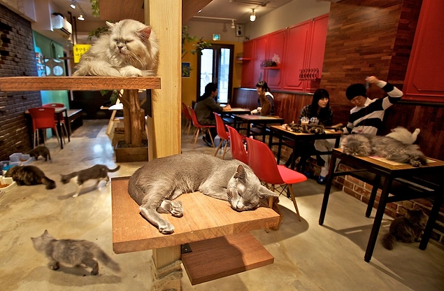 Japonya'da hem kahve iÃ§ebileceÄŸiniz hem de kediler ile vakit geÃ§irebileceÄŸiniz mekanlar mevcuttur.