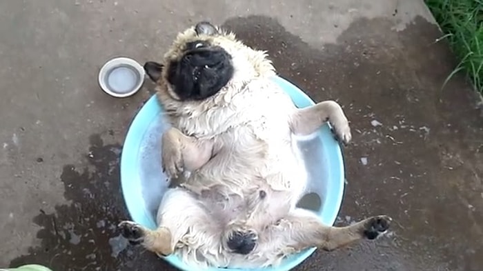 Banyo Yaparken Kendinden Geçen Şapşik Köpek