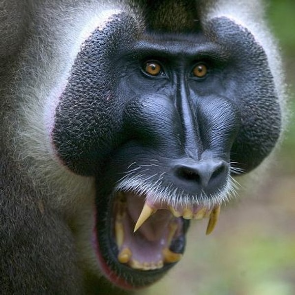 Maymun Muhabbetine Girmeye Dahi Gerek Yok