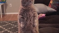 Ayakta Durmaya Bayılan Kedi George'la Tanışın