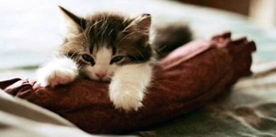 Hayvanların Uykuyla Olan İlişkilerinin İnsanlara Ne Kadar Çok Benzediğinin İspatı 15 GIF