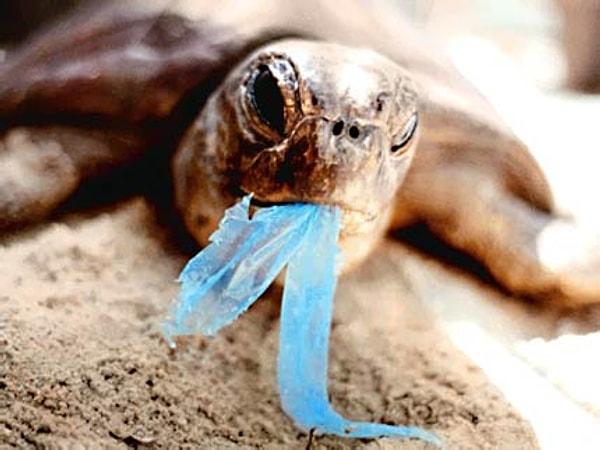 12. Binlerce deniz hayvanı, balıklar, deniz kaplumbağaları, yunus balıkları, vs. deniz anası sandığı çöpleri yutarak ölmektedir.