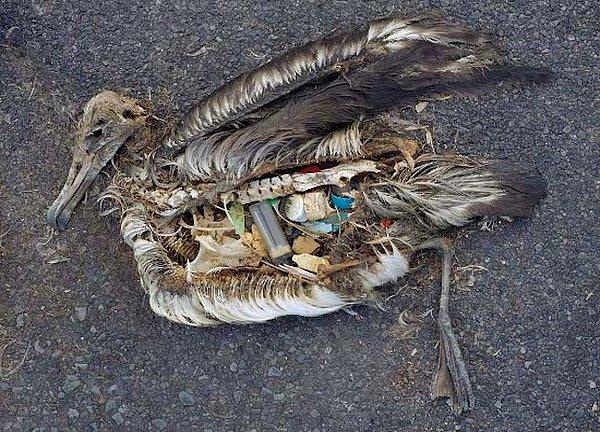 Bonus - Deniz kuşu türlerinin neredeyse yarısının, deniz memelilerinin ve deniz kaplumbağalarının %22'sinin ve her geçen gün artan sayıda balığın vücutlarında plastik atıklara rastlanmaktadır.