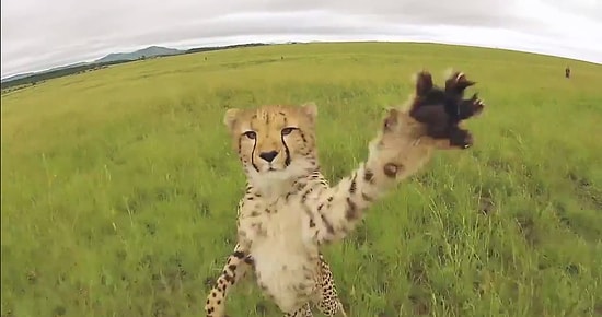 Her Sahnede Farklı Bir Güzellik: GoPro ile Kaydedilmiş Birbirinden Güzel Hayvan Görüntüleri