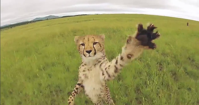 Her Sahnede Farklı Bir Güzellik: GoPro ile Kaydedilmiş Birbirinden Güzel Hayvan Görüntüleri