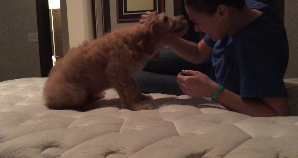 Erkek Arkadaşının Hediye Ettiği Köpek ile İlk Karşılaşmasında Gözyaşlarına Boğulan Kız