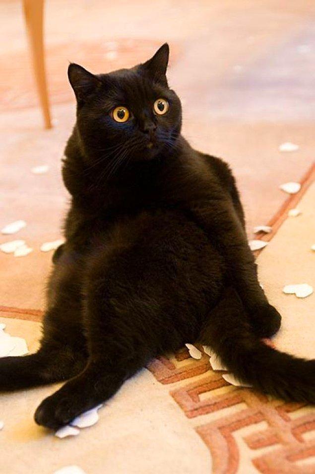 Dünyanın en zengin kedisi Tommaso isimli siyah bir kedi. Sahibi öldüğünde ona 13 milyon dolar servet bırakması Tommaso yu Guiness Rekorlar kitabına konu etti