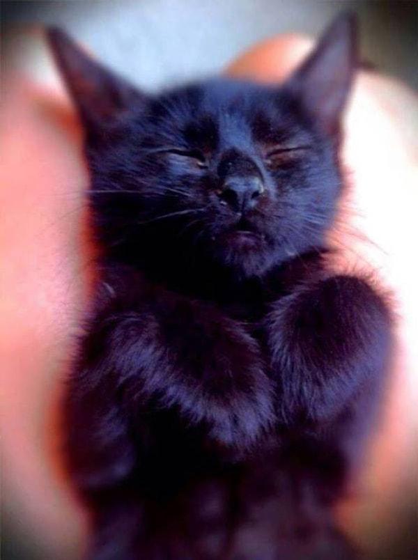 Siyah kedilerin vücut ısıları her zaman yüksektir ki bu da onları soğuk aksamlarda sarılacak harika bir dost yapar :)