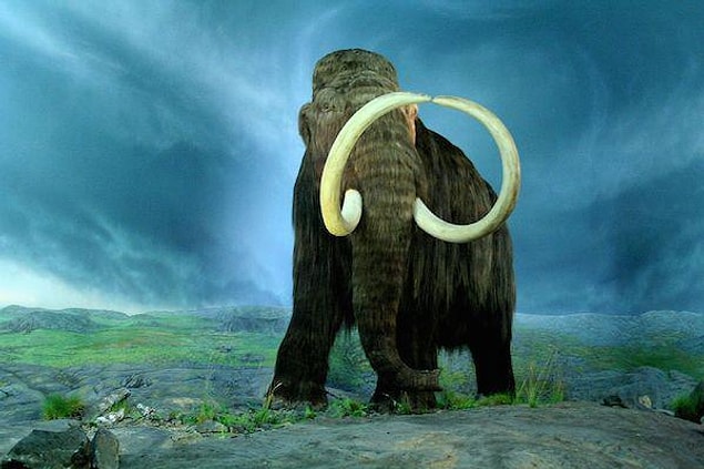 3. Tüylü Mamut