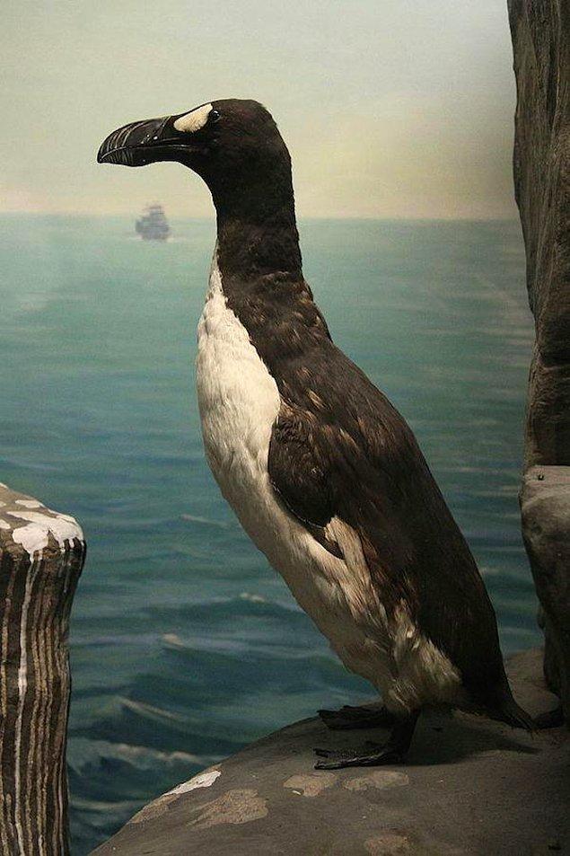 8. Büyük Deniz Kuşu- Penguen