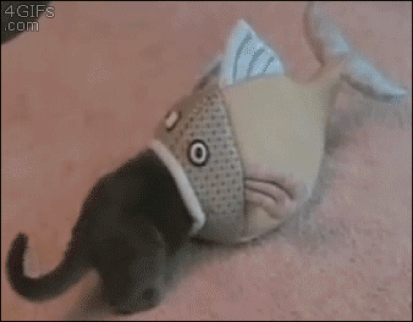 OMG ! Balık kediyi yedi ! Bu işte bir terslik var dostum