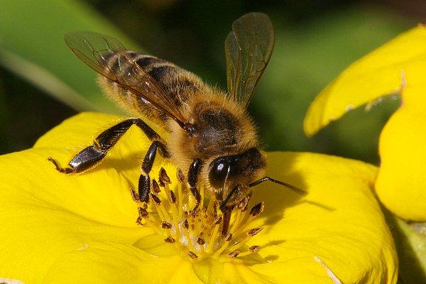 6. Dünya üzerinde 20 binden fazla arı türü vardır, ancak bunların sadece 7 tanesi bal arısı olarak bilinmektedir.