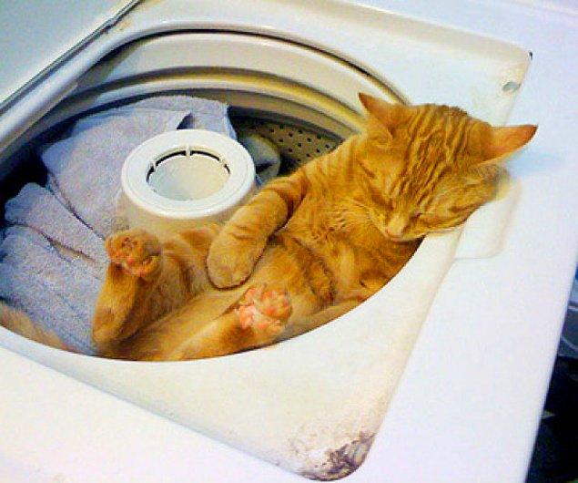 Şöyle de oturayım da beni de artık bi yalayıp temizlemesinin vakti geldiğini hatırlasın! ( Yok yaaaa , canım ben kediler kendini temizler diye biliyorum. Insan benim. Sen kedisin. Orda kafan karışıyor senin )