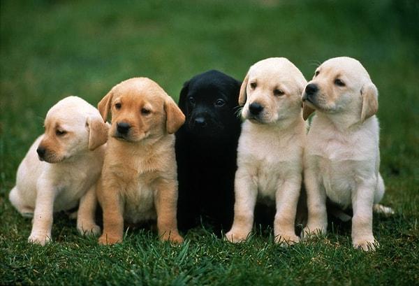 Avrupa'da 11 Yaşına Kadar Köpek Yetiştirmenin Maliyeti 6400 Dolar