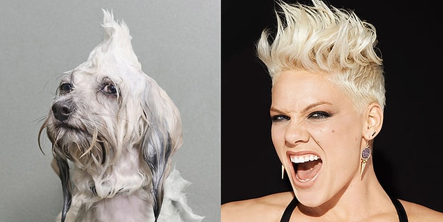 6. Doberman P!nk-scher