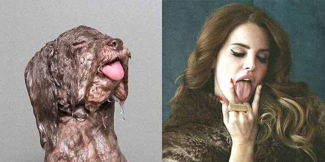 10. Lana del Greyhound