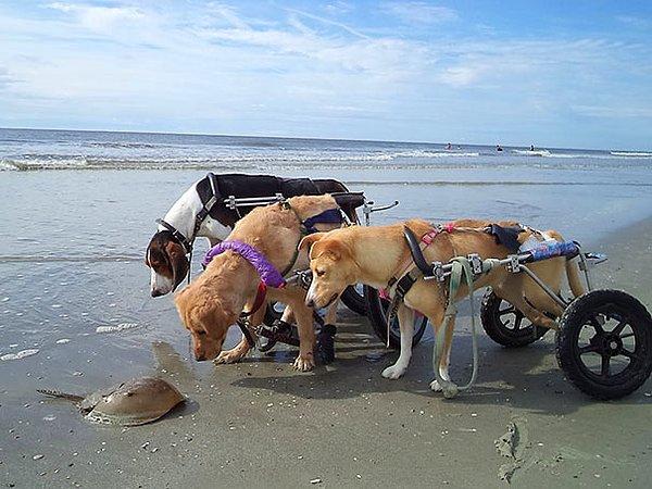 12. Engelli köpeklerin deniz canlılarıyla imtihanı
