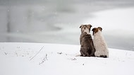 Dostluklarıyla Bizlere Örnek Olması Gereken Birbirinden Tatlı 27 Köpek