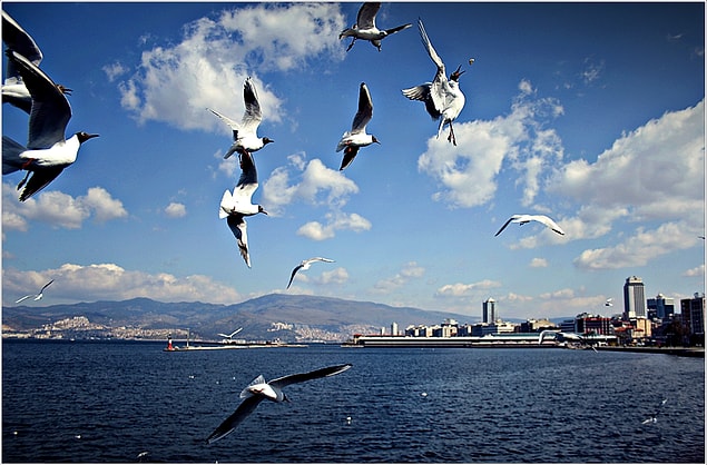5. Vapur yolculuklarınızda size eşlik ederek gününüzü gün eden martılar.