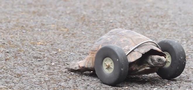 Ön İki Ayağını Kaybeden Kaplumbağanın Tekerlekler ile Yeniden Hayata Tutunması