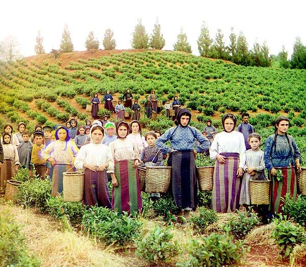 15. Çay hasadı (1905-1915)