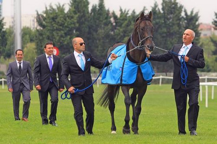 Şampiyon At Bold Pilot Hayatını Kaybetti