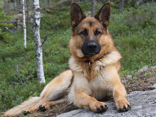 15. Köpekler