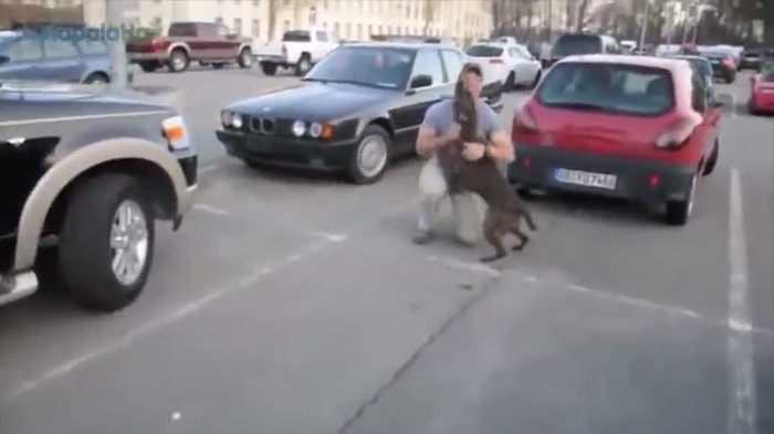 Ebedi Dostlarımız Köpeklerin Bize Öğrettiği 11 Şey