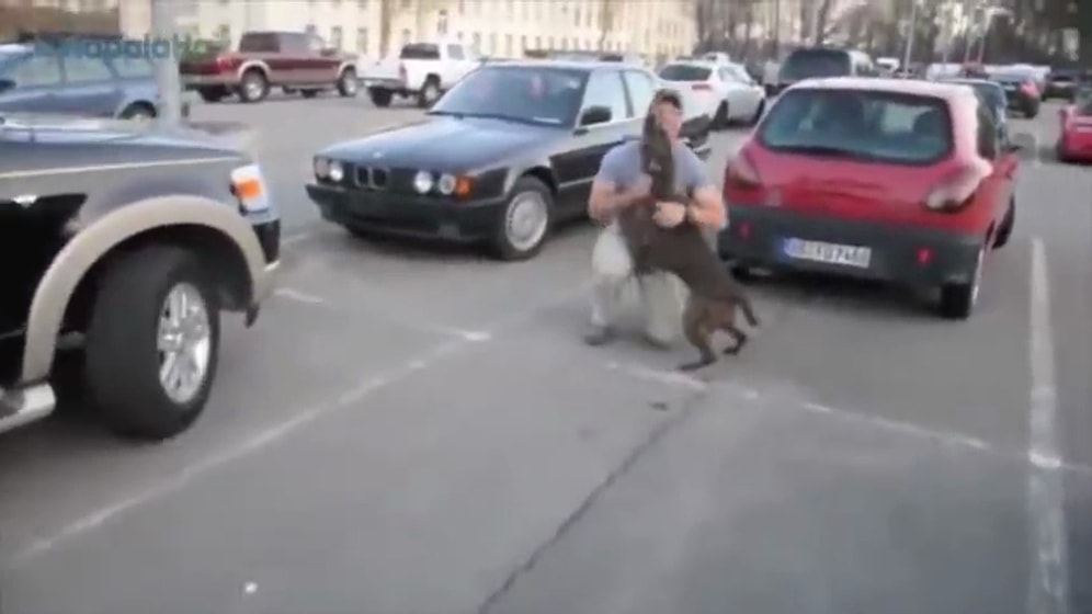 Ebedi Dostlarımız Köpeklerin Bize Öğrettiği 11 Şey