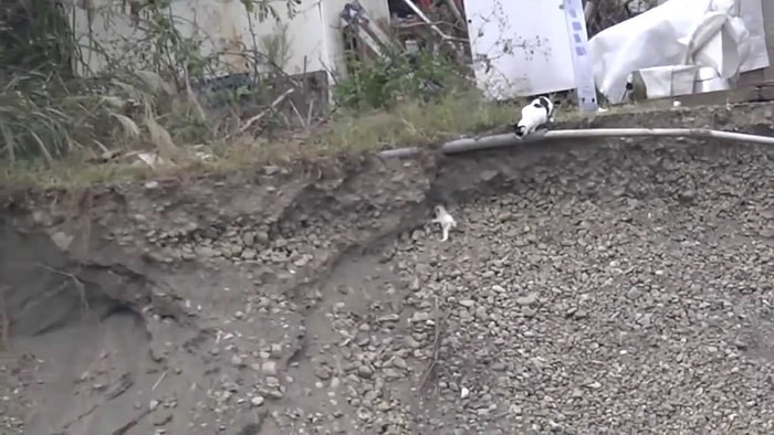 Çukura Düşen Yavrusunu Kurtaran Anne Kedi