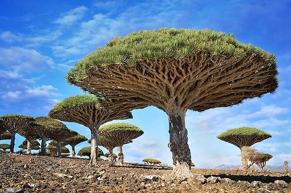 9. Dragonblood Ağaçları, Sokotra, Yemen
