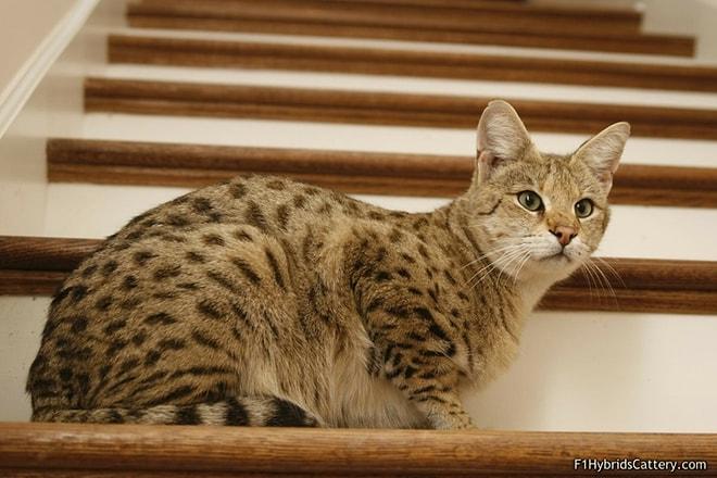 Kediler ile Merdivenler Arasında Bulunan Büyük Aşkı Gösteren 22 Fotoğraf