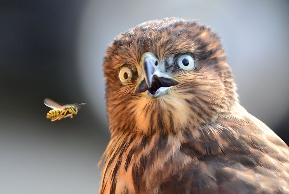 Şaşkın Halleriyle Sizleri de Şaşkına Çevirecek Birbirinden Komik 36 Hayvan