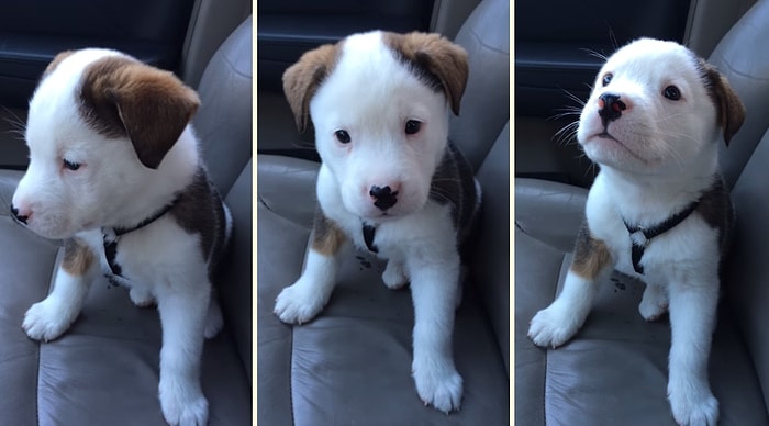 Hem Sevimli Hem Şapşik | Hıçkırdığını Anlamayıp Dertlenen Köpek
