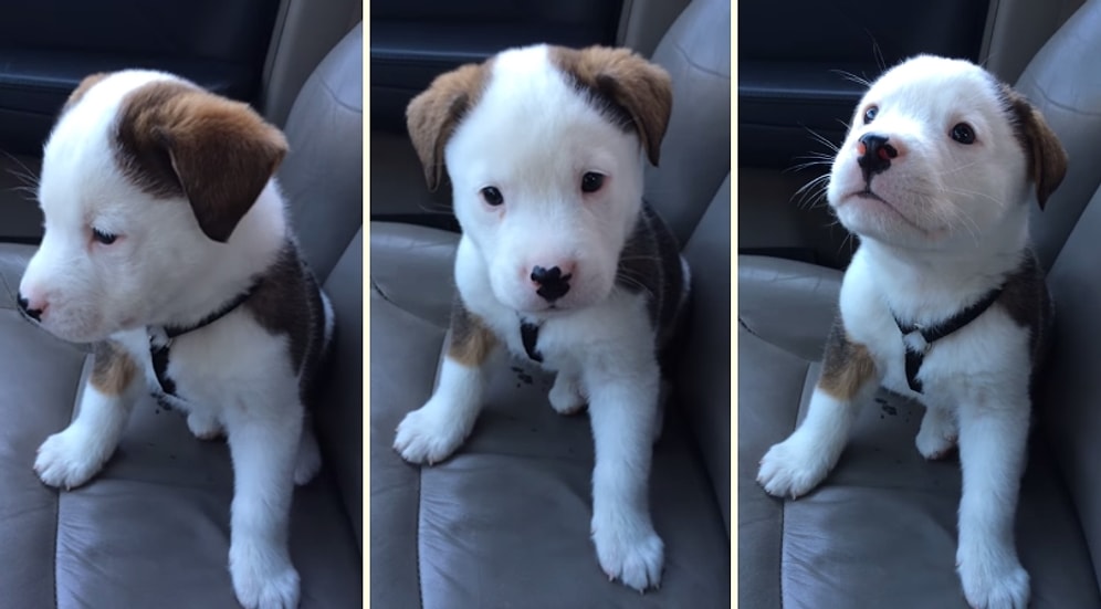 Hem Sevimli Hem Şapşik | Hıçkırdığını Anlamayıp Dertlenen Köpek