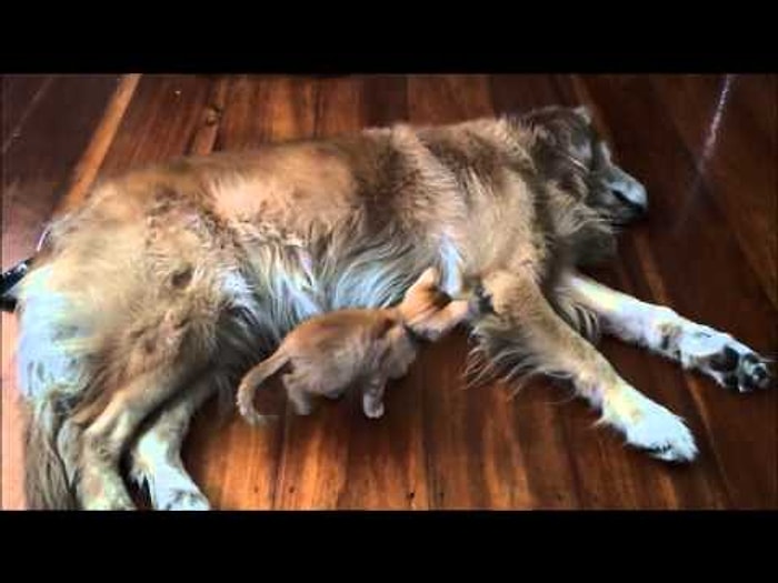 Köpek ve Kedi Yavrusunun İnanılmaz Dostluğu