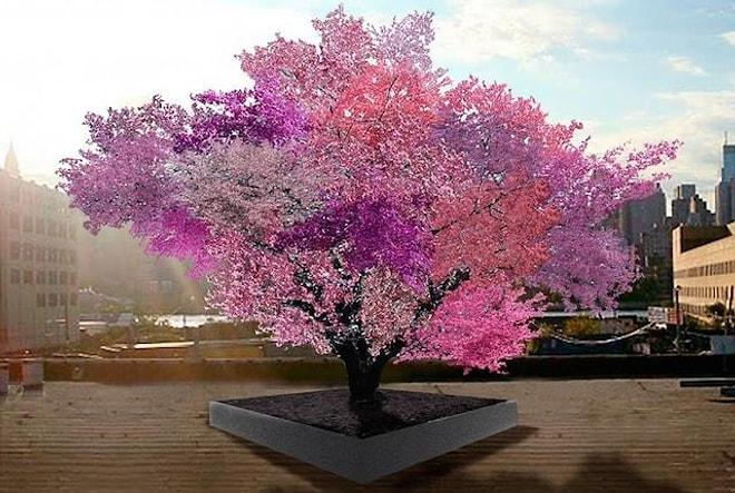 Tam 40 Farklı Meyve Verebilen Ağaçla Tanışın!