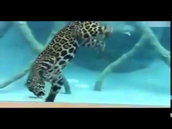Jaguarın Büyüleyen Yüzme Görüntüleri