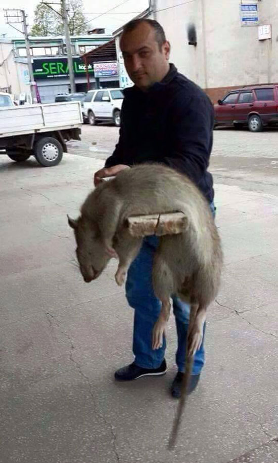 Sakarya da Yakaland ne S r len Dev Fare Ger ek Mi sakarya-da-yakaland-ne-s-r-len-dev-fare-ger-ek-mi