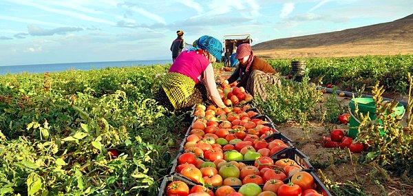 Peki gıda fiyatları dünyada gerilerken niye Türkiye’de hızla artıyor?