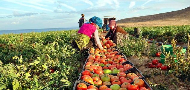 Peki gıda fiyatları dünyada gerilerken niye Türkiye’de hızla artıyor?