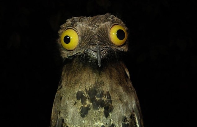 Potoo'ya Ait Bonus Görsel