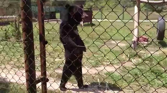 Kendini İnsan Zanneden Ayı