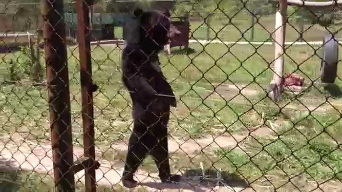 Kendini İnsan Zanneden Ayı