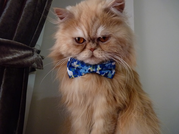 Romeo'dan Kedi Olmanın 14 Altın Kuralı