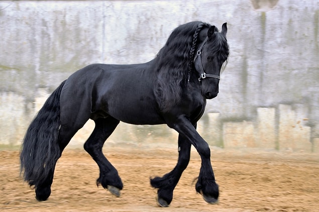 1. Friesian